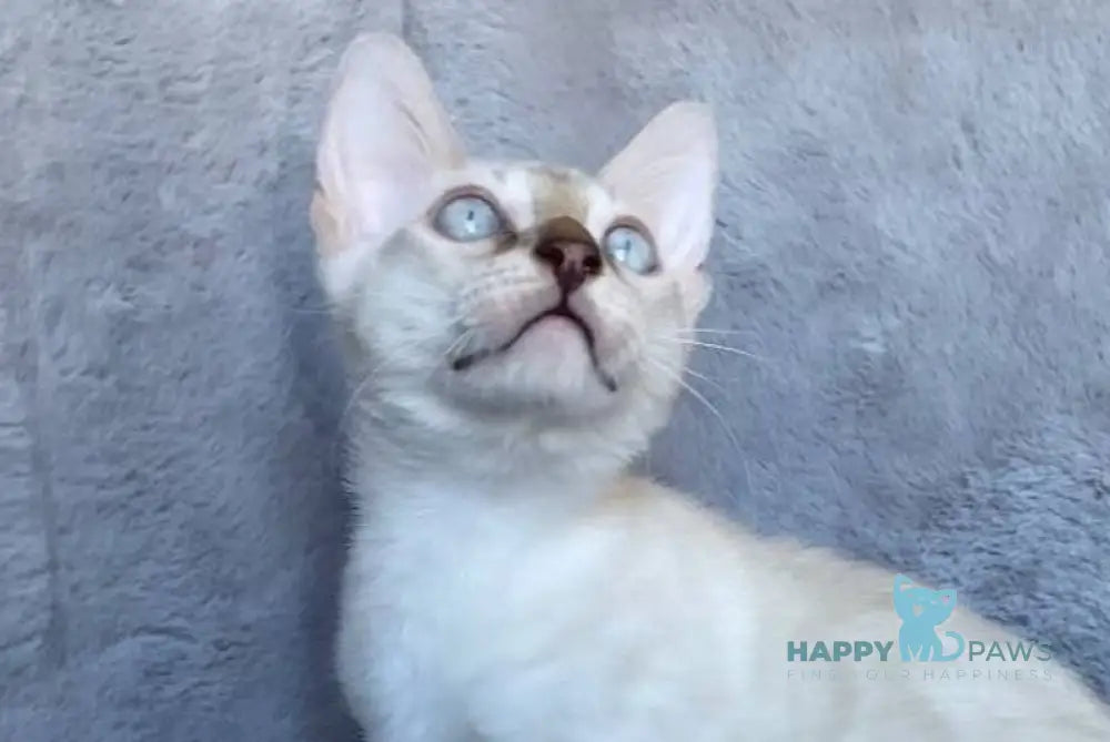 Felix Bengal male black spotted tabby pointed live animals