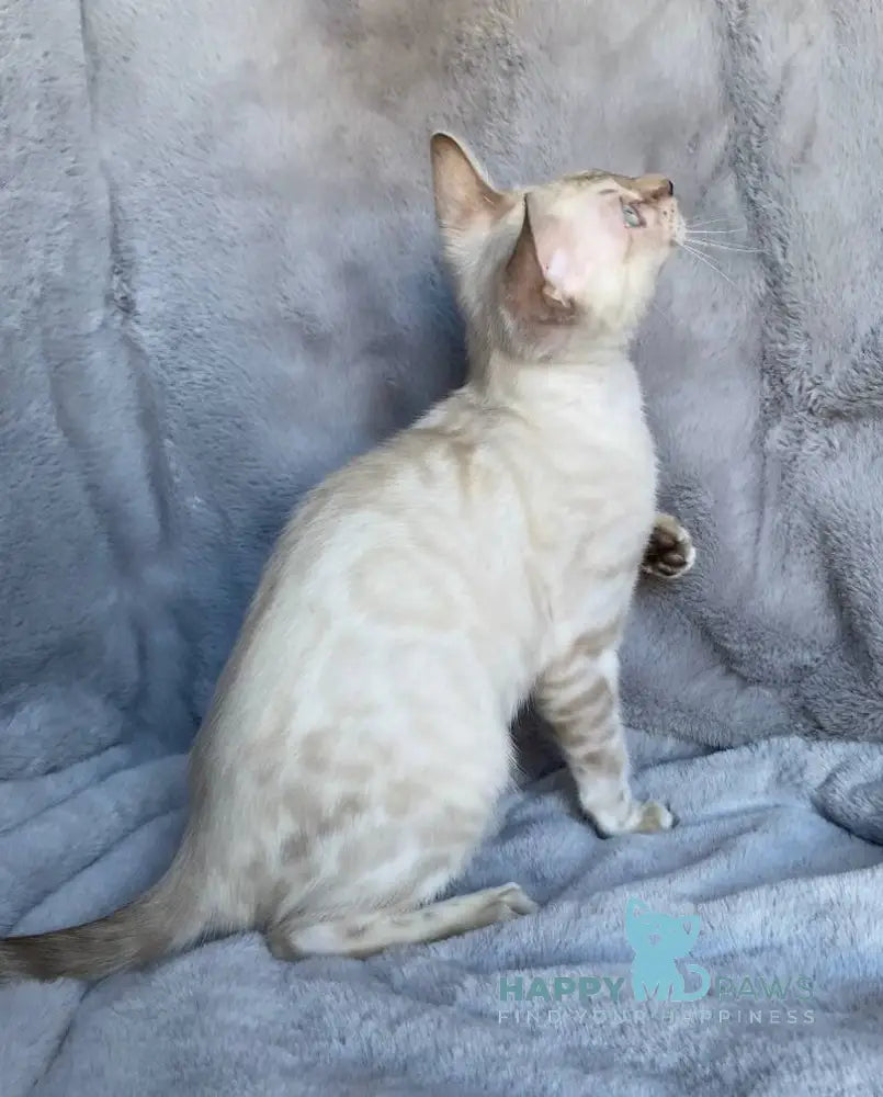 Felix Bengal male black spotted tabby pointed live animals