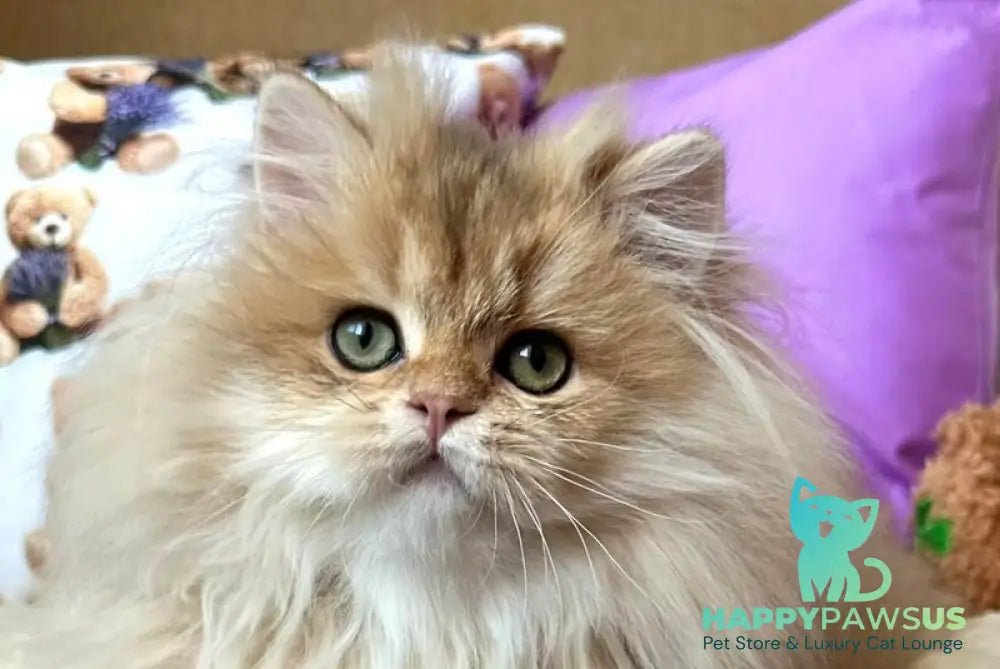 Felix British Longhair male black golden shaded live animals