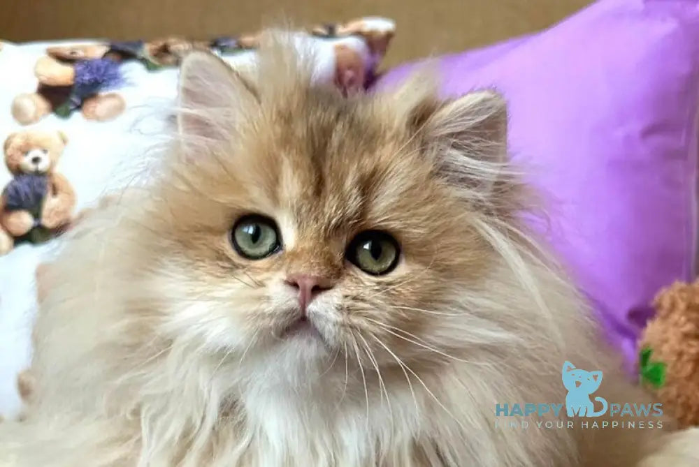 Felix British Longhair male black golden shaded live animals