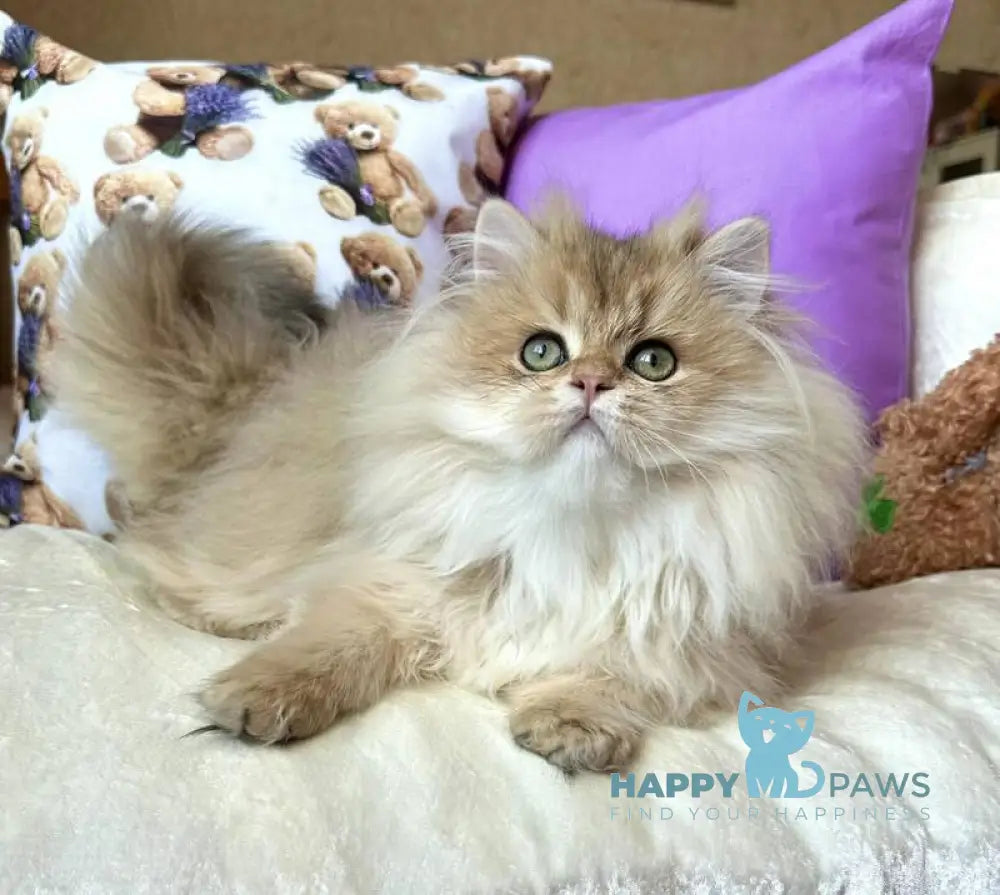 Felix British Longhair male black golden shaded live animals