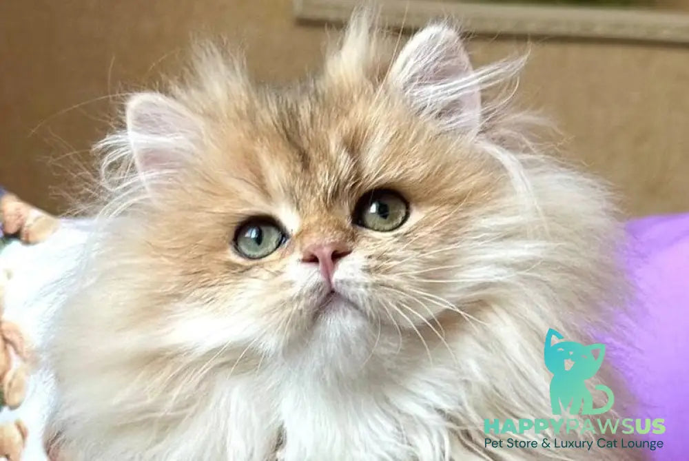 Felix British Longhair male black golden shaded live animals