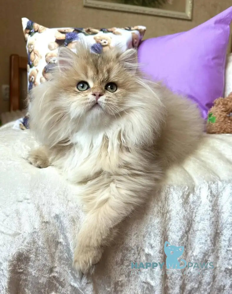 Felix British Longhair male black golden shaded live animals