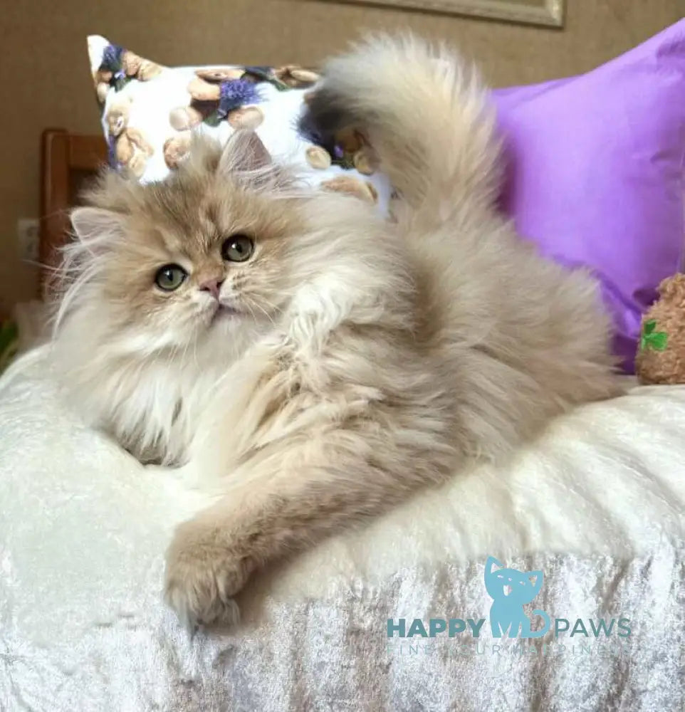 Felix British Longhair male black golden shaded live animals