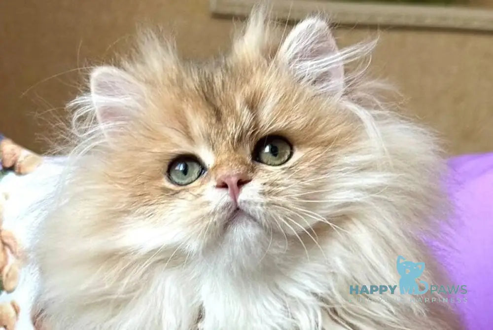 Felix British Longhair male black golden shaded live animals