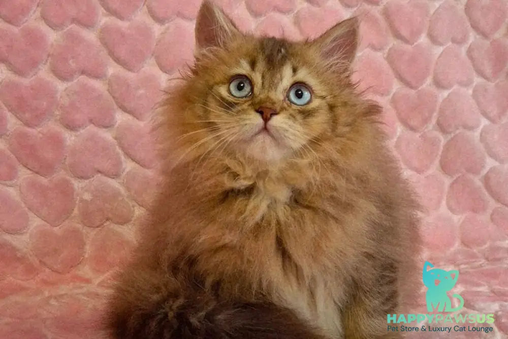 Felix British Longhair male chocolate golden ticked tabby with white - live animals
