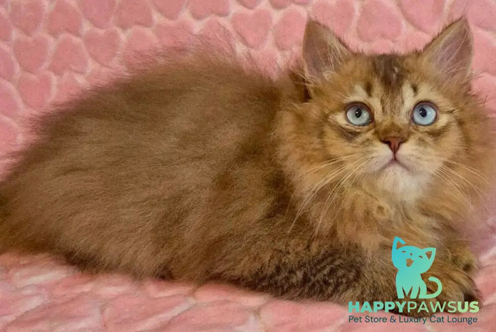 Felix British Longhair male chocolate golden ticked tabby with white - live animals