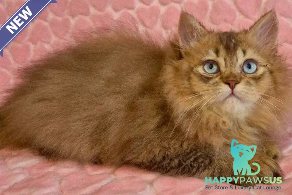 Felix British Longhair male chocolate golden ticked tabby with white - live animals