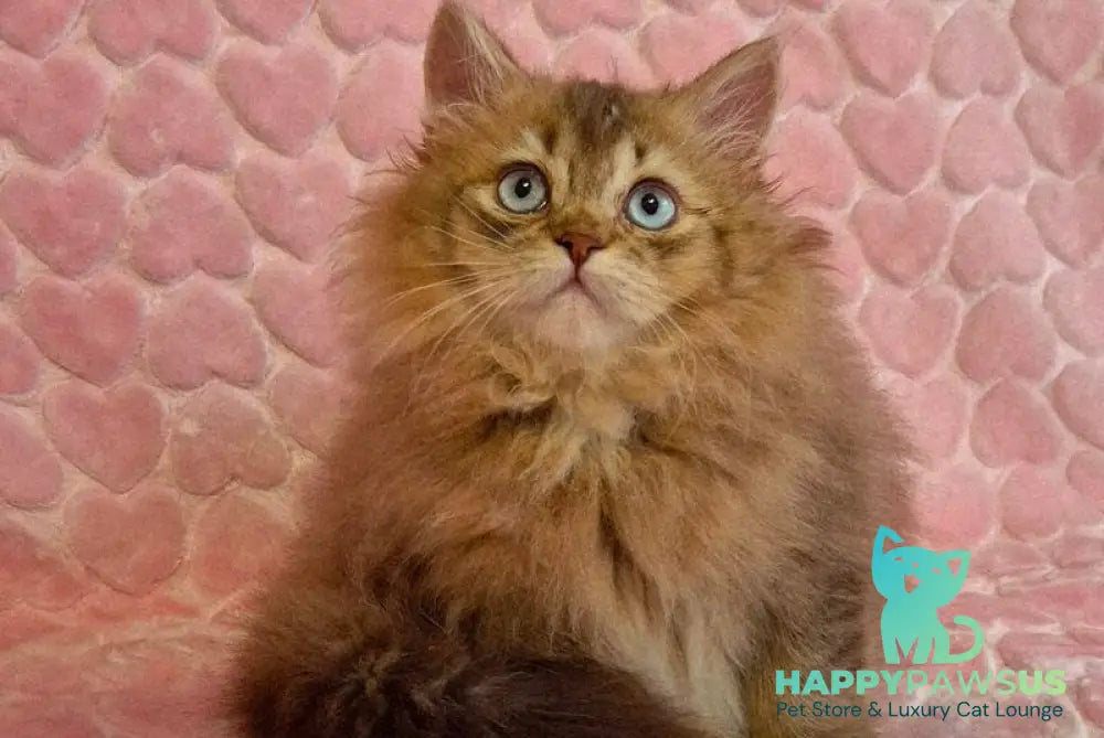Felix British Longhair male chocolate golden ticked tabby with white - live animals