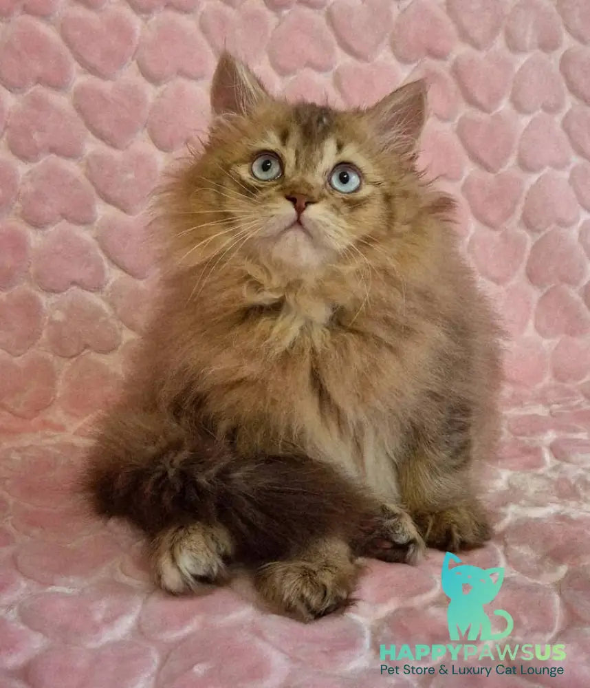 Felix British Longhair male chocolate golden ticked tabby with white - live animals