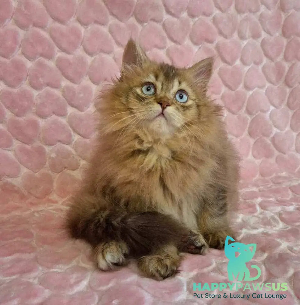 Felix British Longhair male chocolate golden ticked tabby with white - live animals