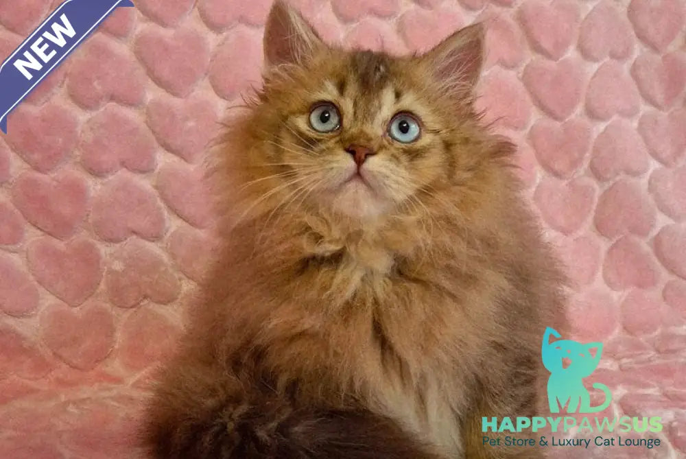 Felix British Longhair male chocolate golden ticked tabby with white - live animals