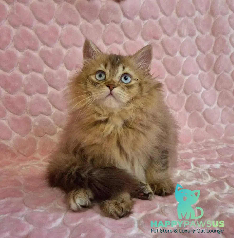 Felix British Longhair male chocolate golden ticked tabby with white - live animals