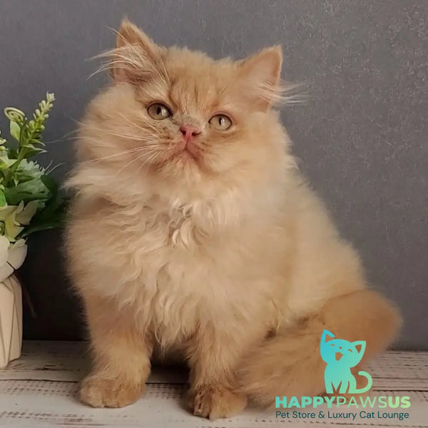 Felix British Longhair male fawn - live animals