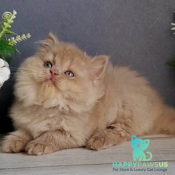 Felix British Longhair male fawn - live animals
