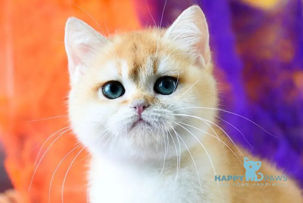 Felix British Shorthair male black golden chinchilla live animals