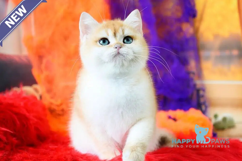 Felix British Shorthair male black golden chinchilla live animals