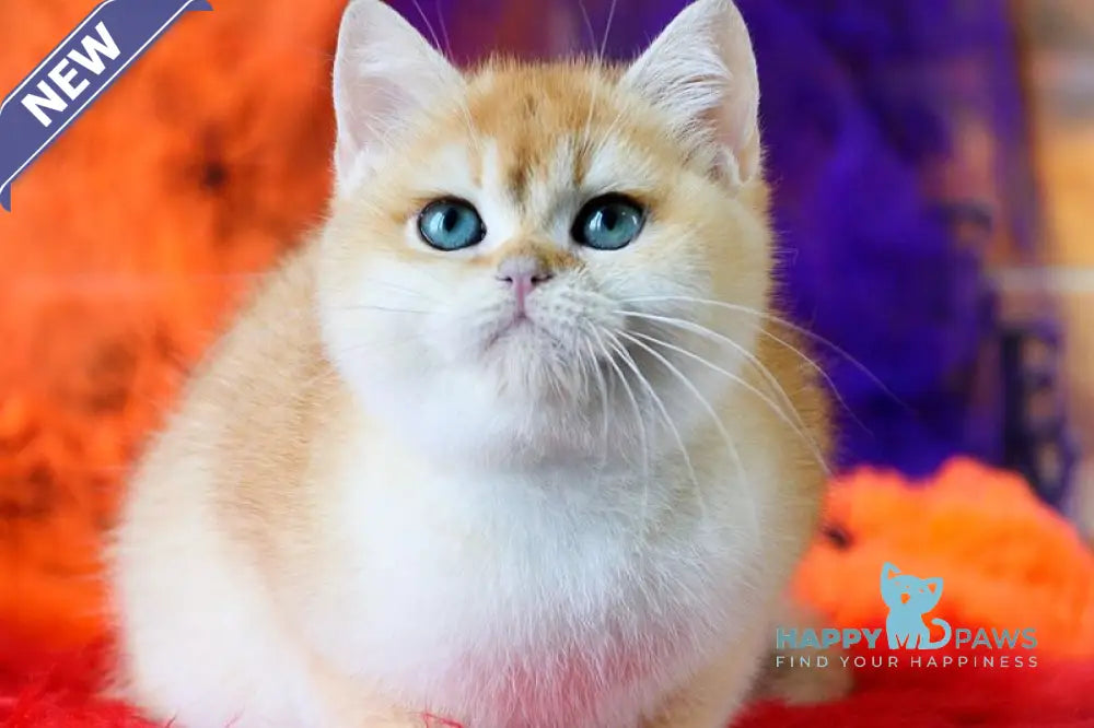 Felix British Shorthair male black golden chinchilla live animals