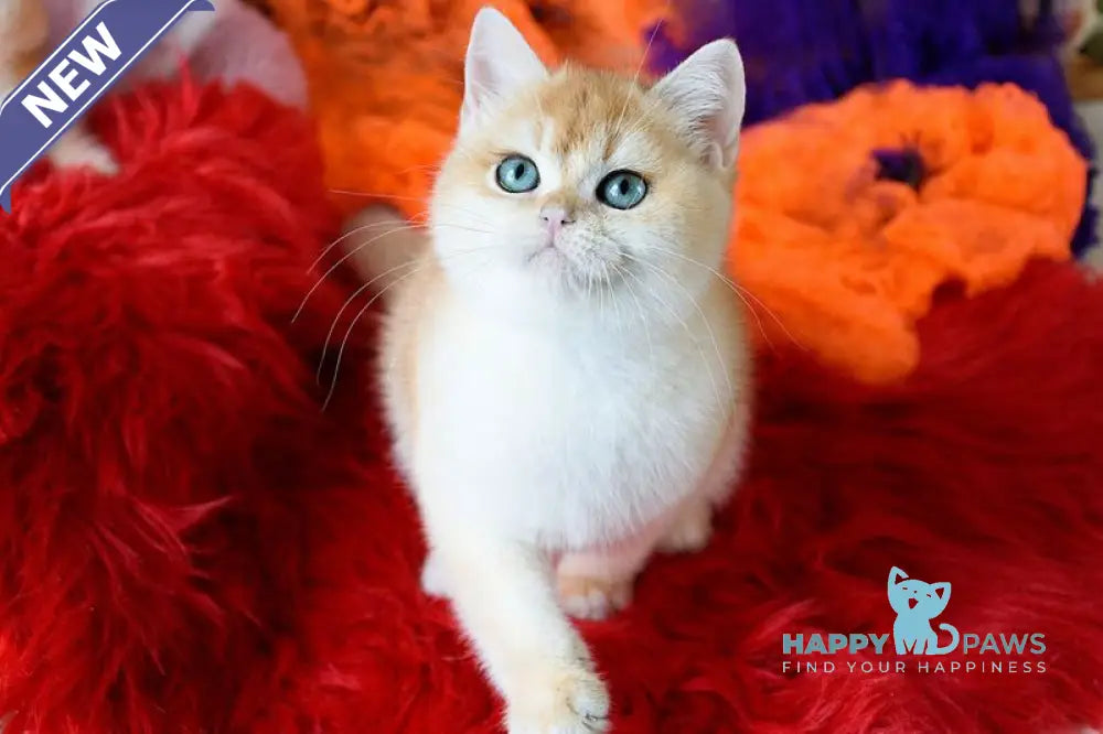 Felix British Shorthair male black golden chinchilla live animals