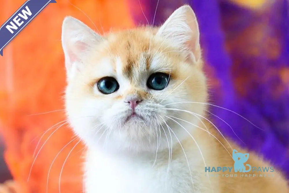 Felix British Shorthair male black golden chinchilla live animals