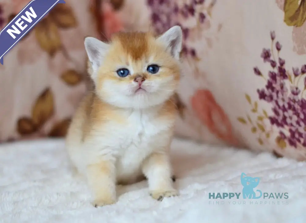 Felix British Shorthair male black golden shaded live animals