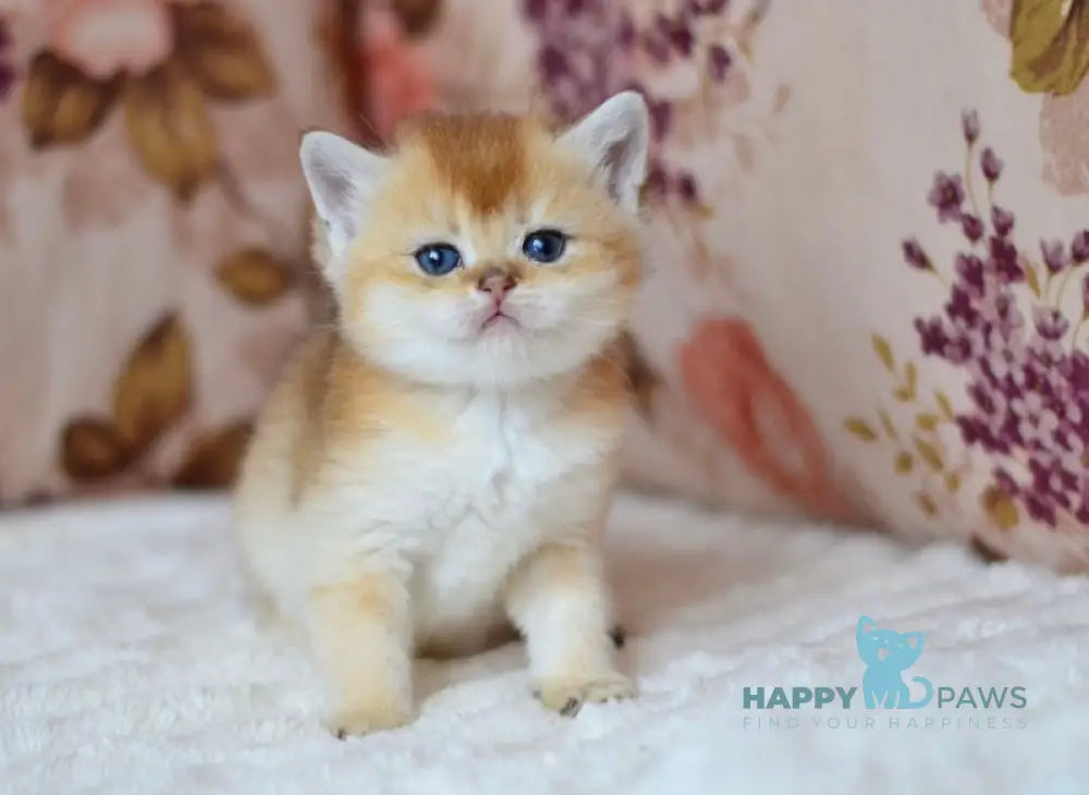 Felix British Shorthair male black golden shaded live animals