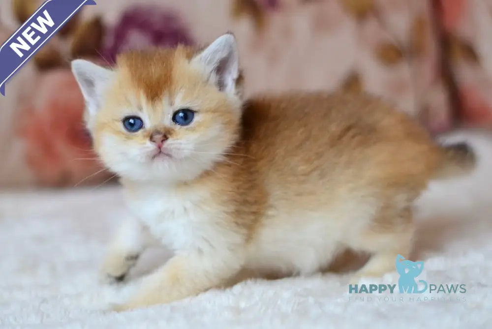 Felix British Shorthair male black golden shaded live animals
