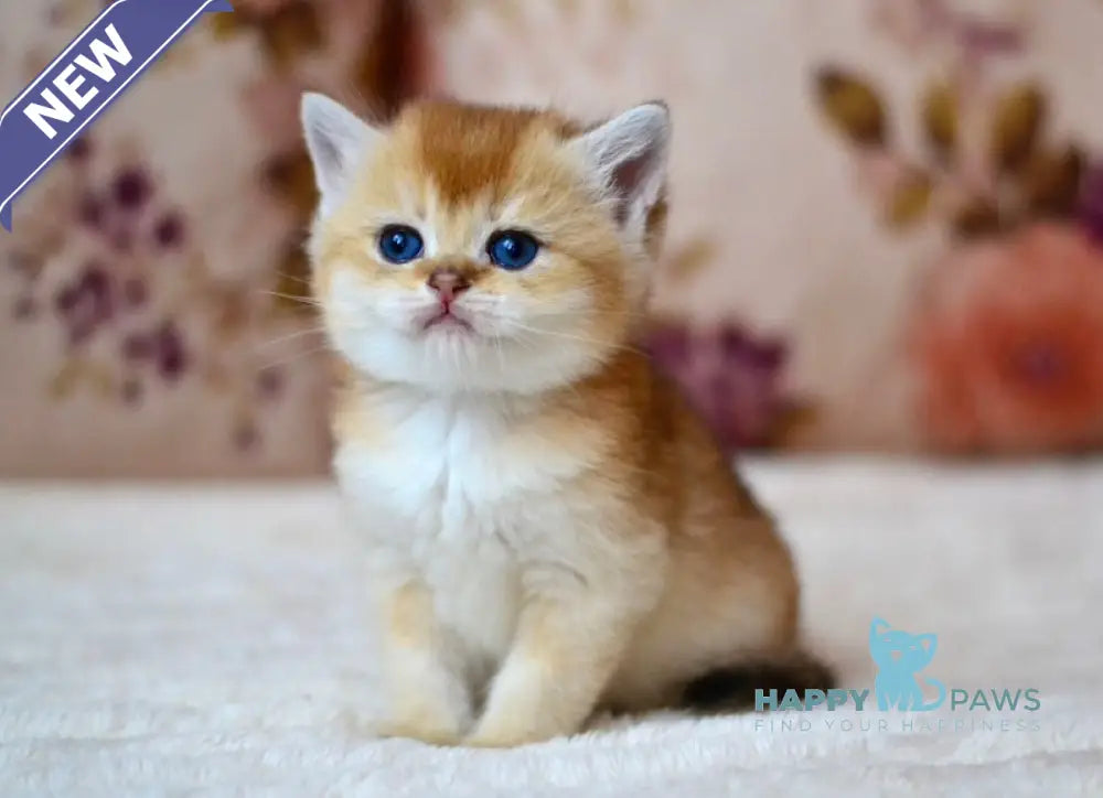 Felix British Shorthair male black golden shaded live animals