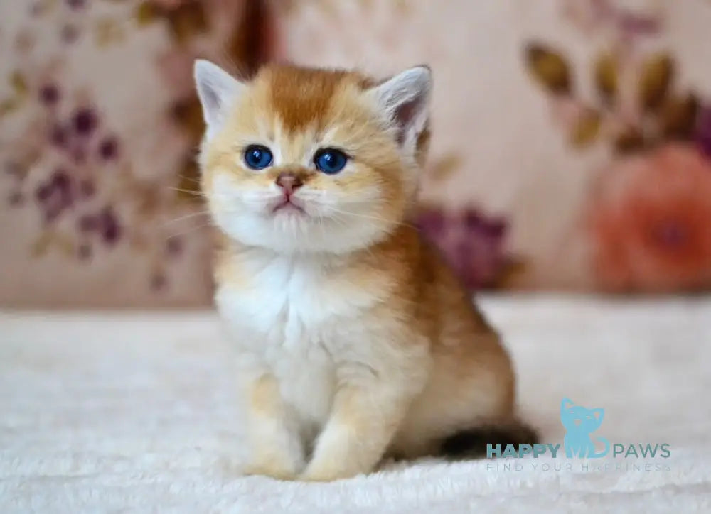 Felix British Shorthair male black golden shaded live animals