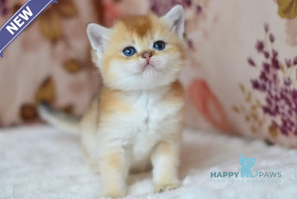 Felix British Shorthair male black golden shaded live animals