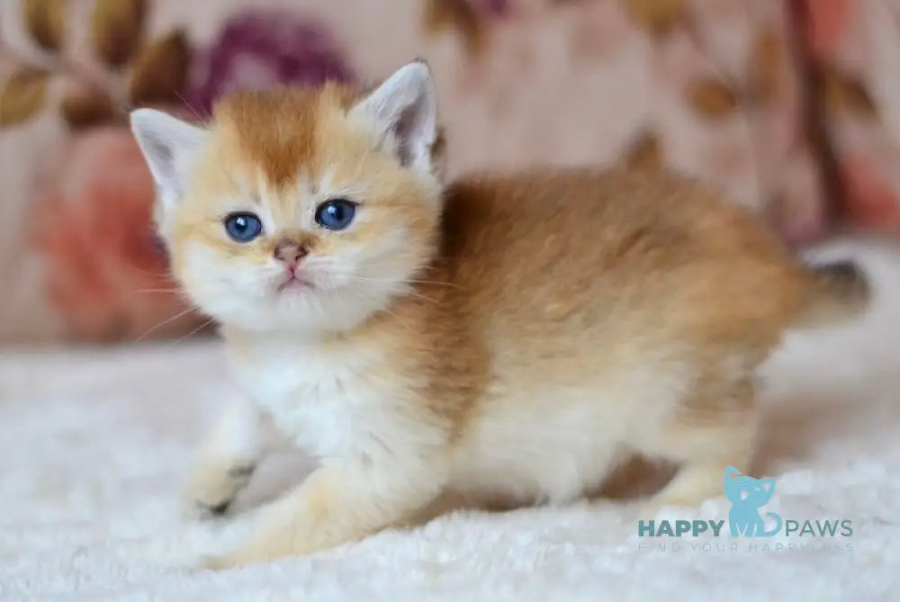 Felix British Shorthair male black golden shaded live animals