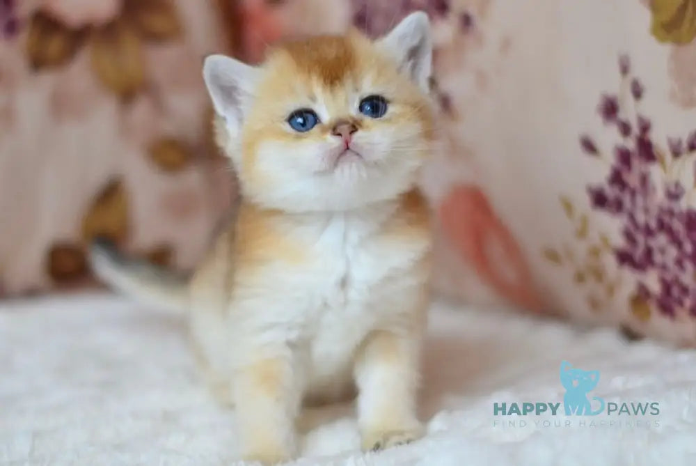 Felix British Shorthair male black golden shaded live animals