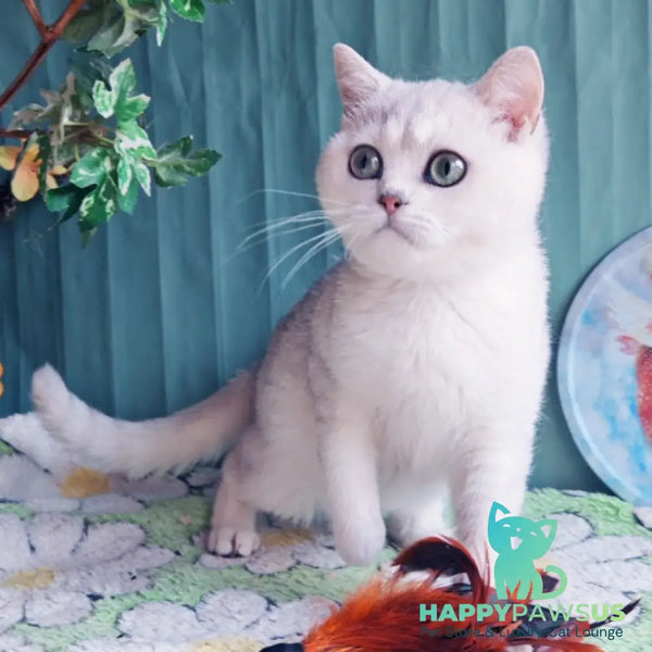 Felix British Shorthair male black silver shaded - live animals