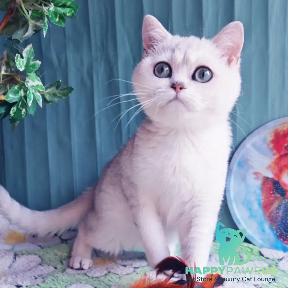 Felix British Shorthair male black silver shaded - live animals
