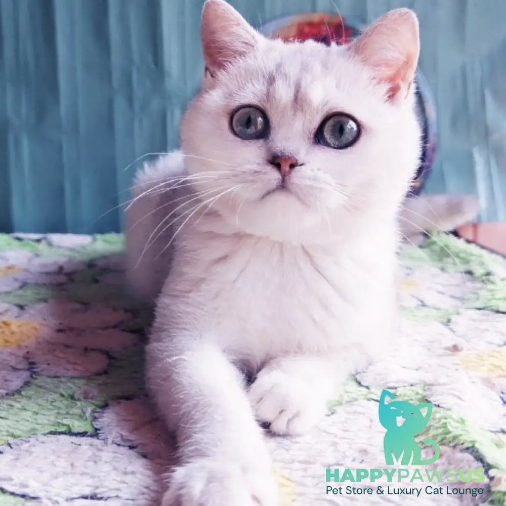 Felix British Shorthair male black silver shaded - live animals