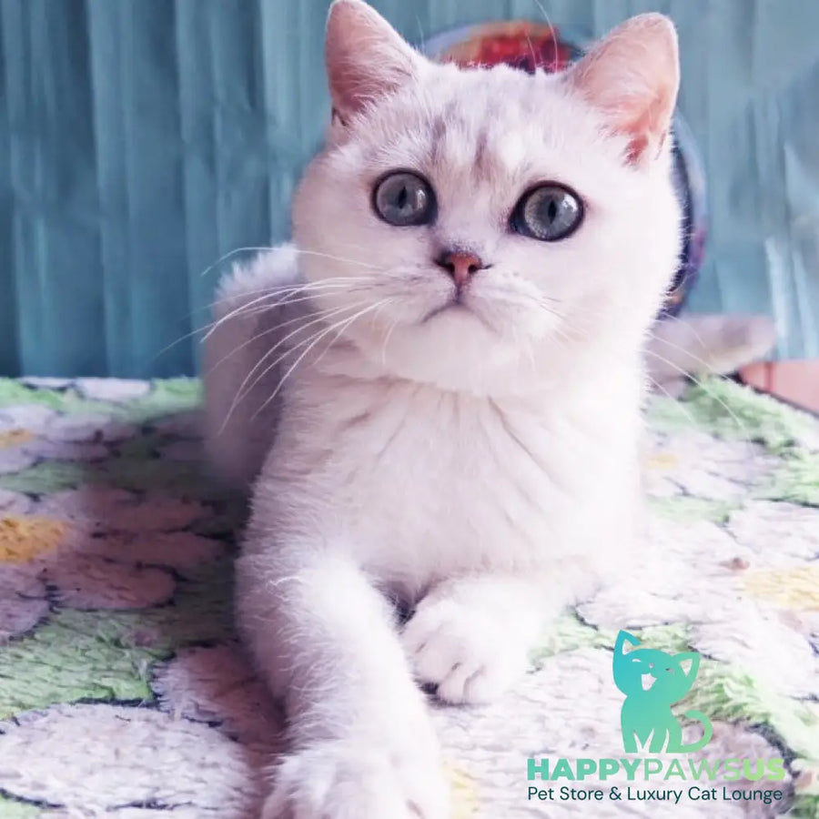 Felix British Shorthair male black silver shaded - live animals