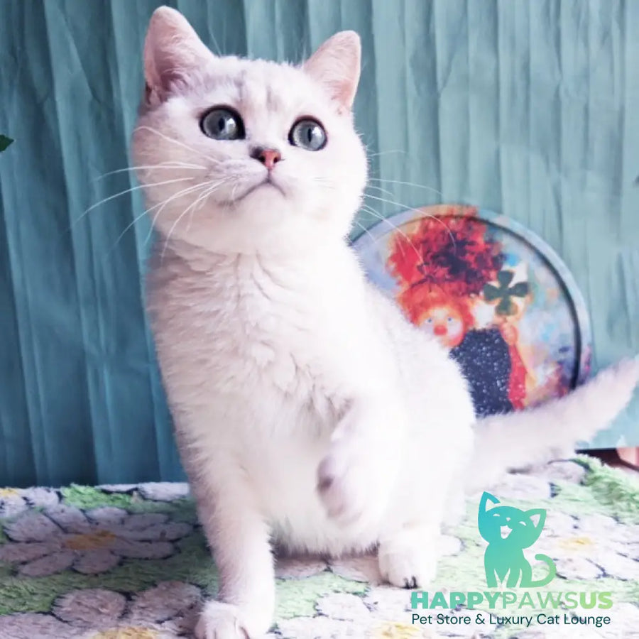 Felix British Shorthair male black silver shaded - live animals