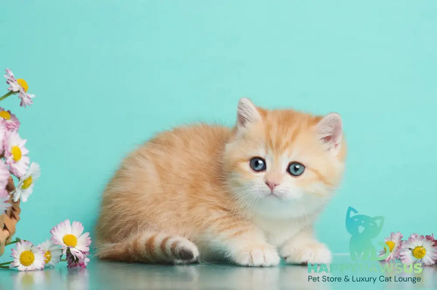 Felix British Shorthair male chocolate golden spotted tabby - live animals
