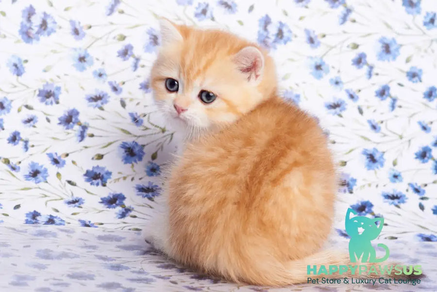 Felix British Shorthair male chocolate golden spotted tabby - live animals