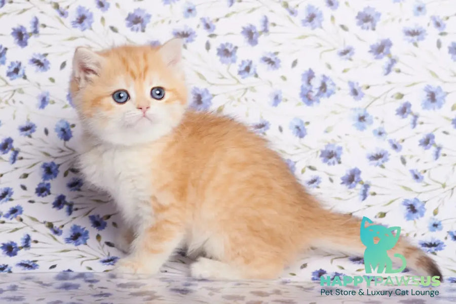 Felix British Shorthair male chocolate golden spotted tabby - live animals