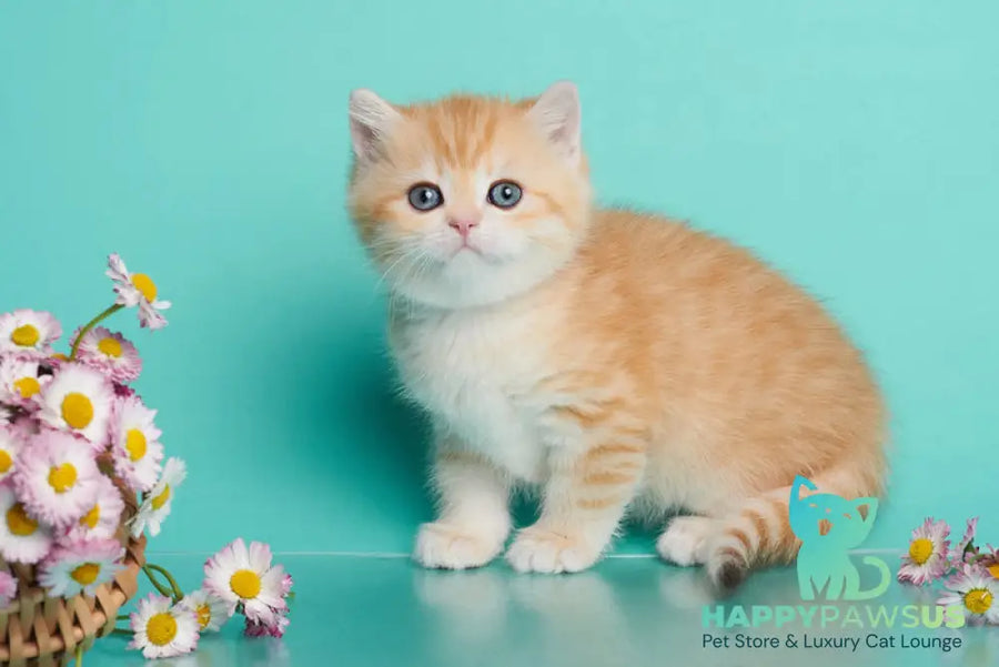 Felix British Shorthair male chocolate golden spotted tabby - live animals