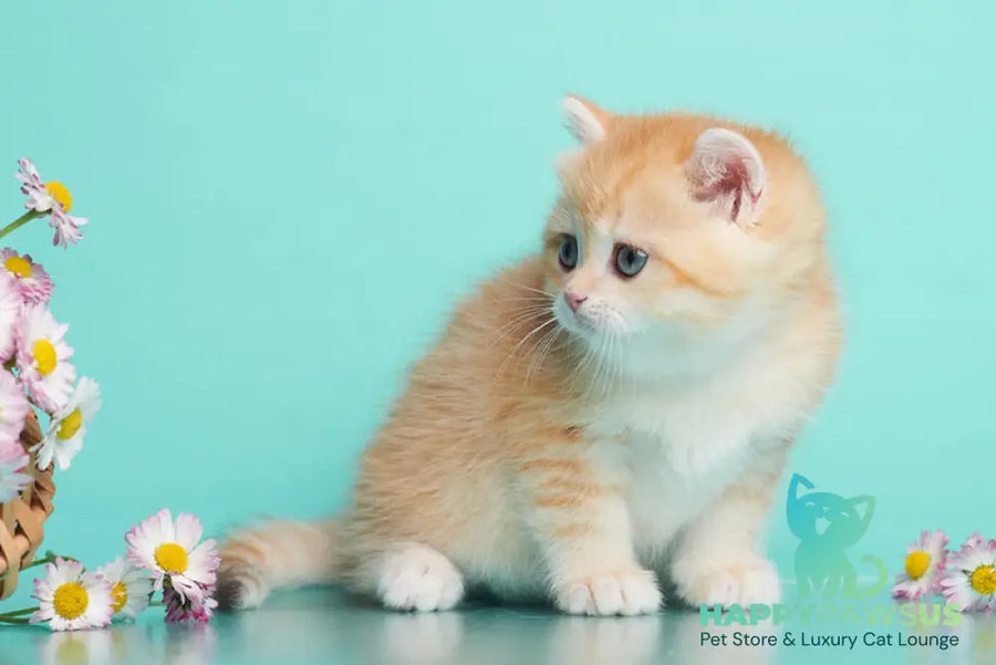 Felix British Shorthair male chocolate golden spotted tabby - live animals