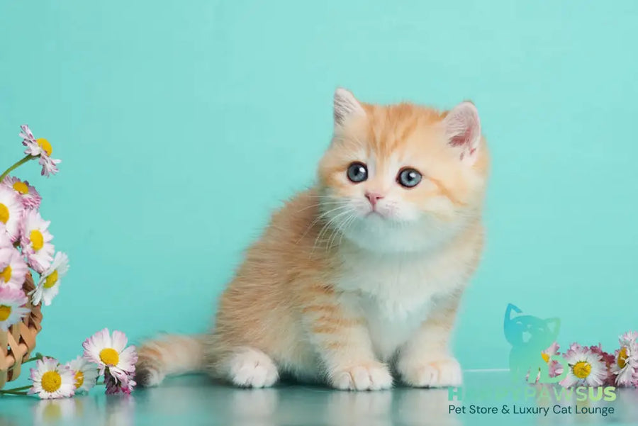 Felix British Shorthair male chocolate golden spotted tabby - live animals