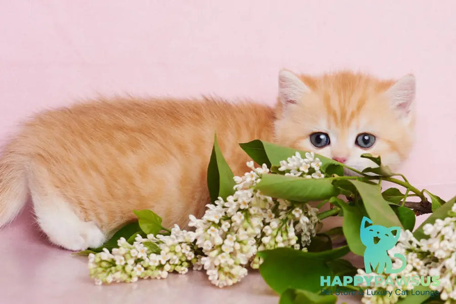 Felix British Shorthair male chocolate golden spotted tabby - live animals