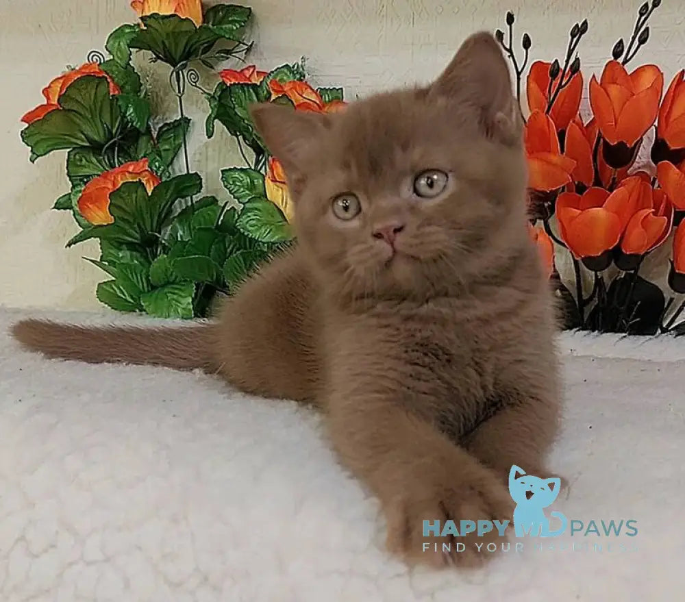 Felix British Shorthair male cinnamon live animals
