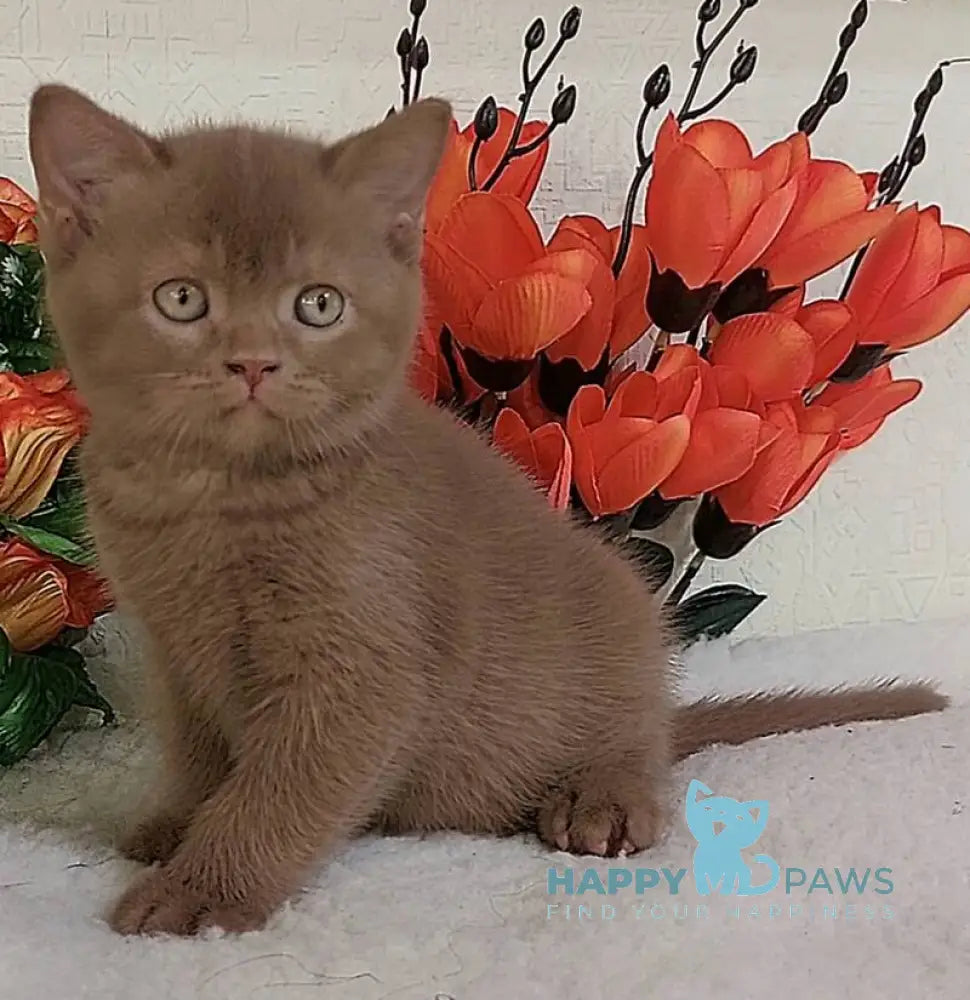 Felix British Shorthair male cinnamon live animals