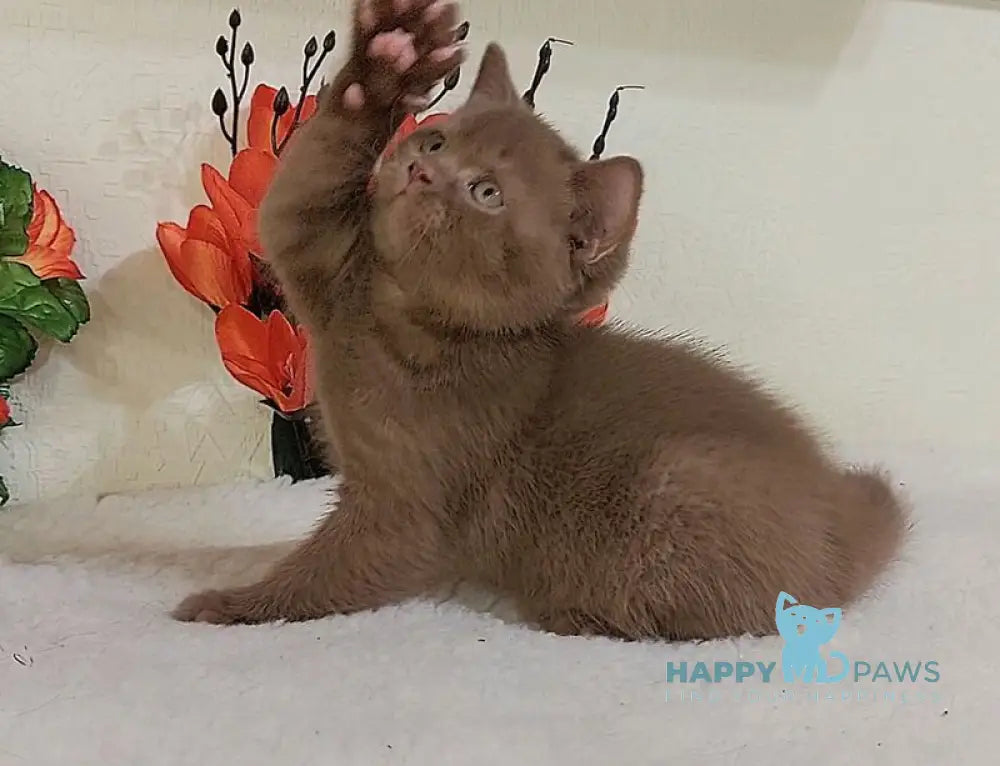 Felix British Shorthair male cinnamon live animals
