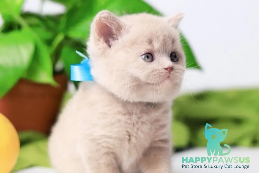 Felix British Shorthair male fawn live animals