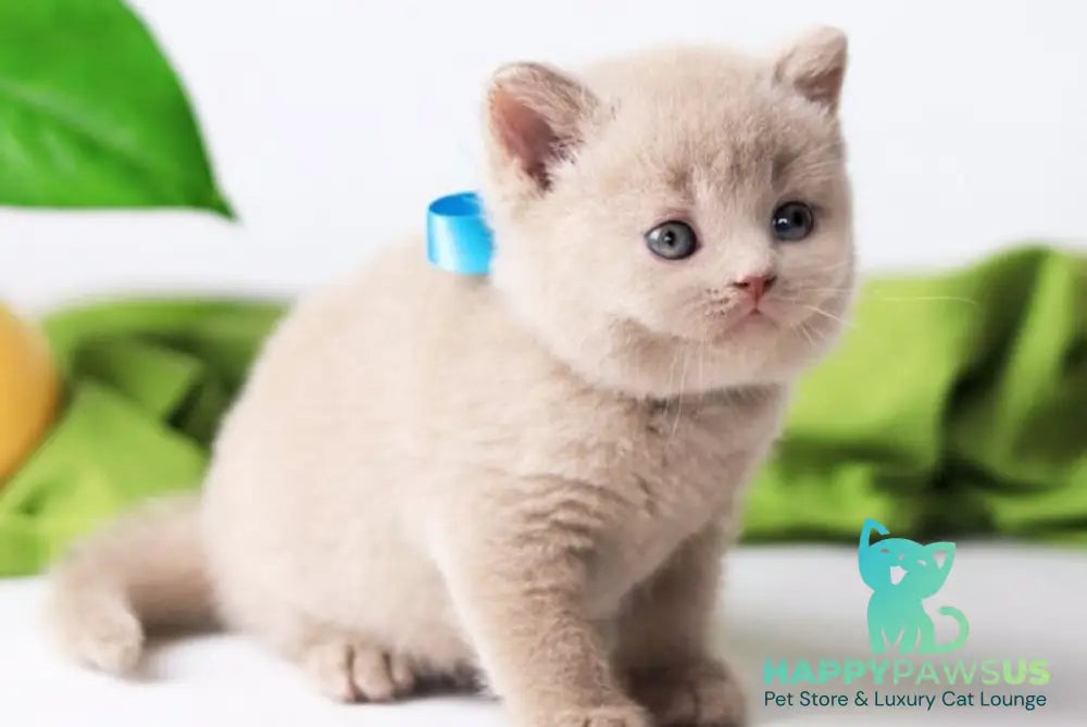 Felix British Shorthair male fawn live animals