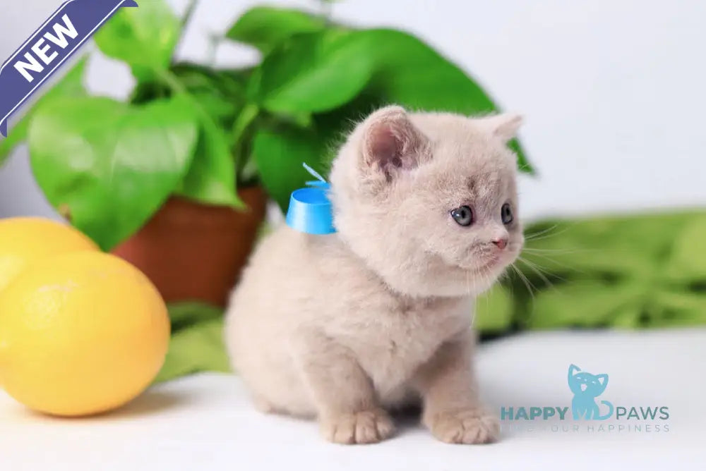 Felix British Shorthair male fawn live animals